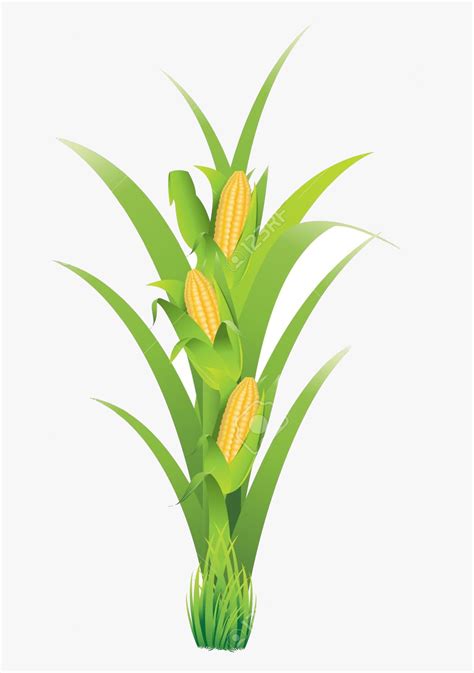 pictures of corn plants|corn plant clip art.